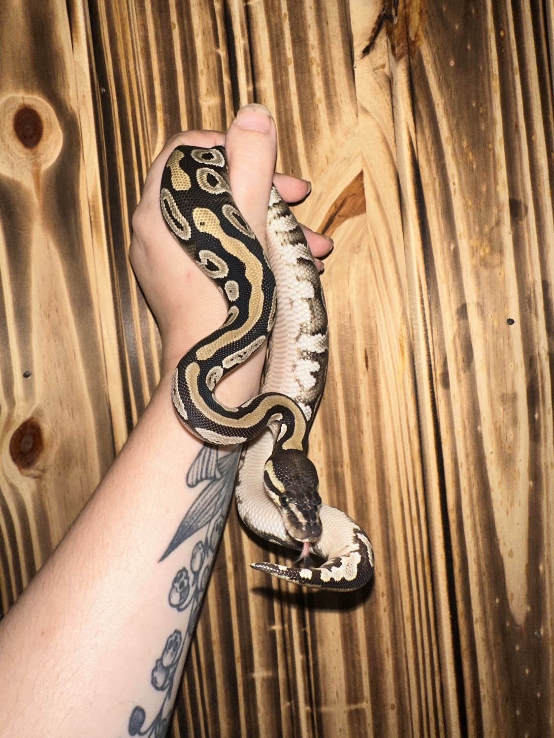 Mojave Ball Python #2