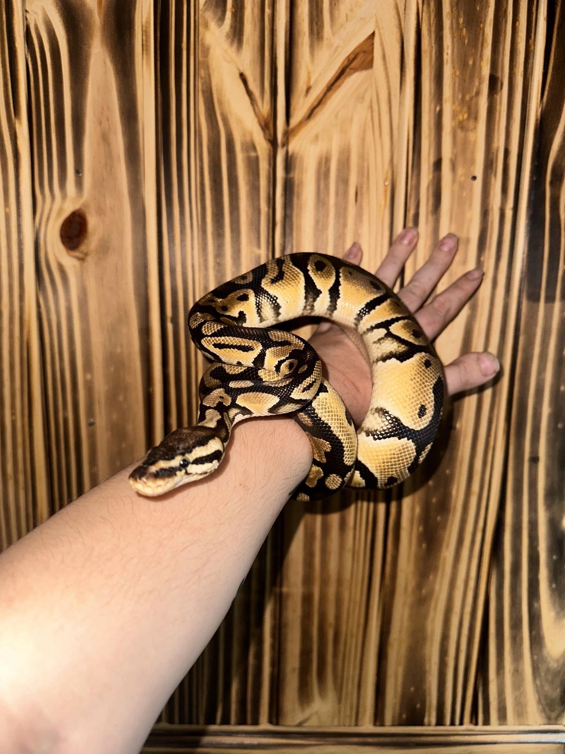 Orange Dream Ball Python