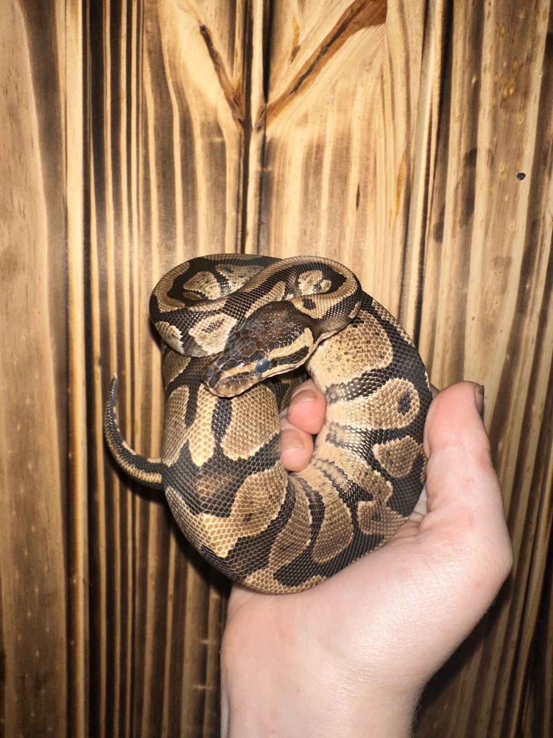 Spark Ball Python