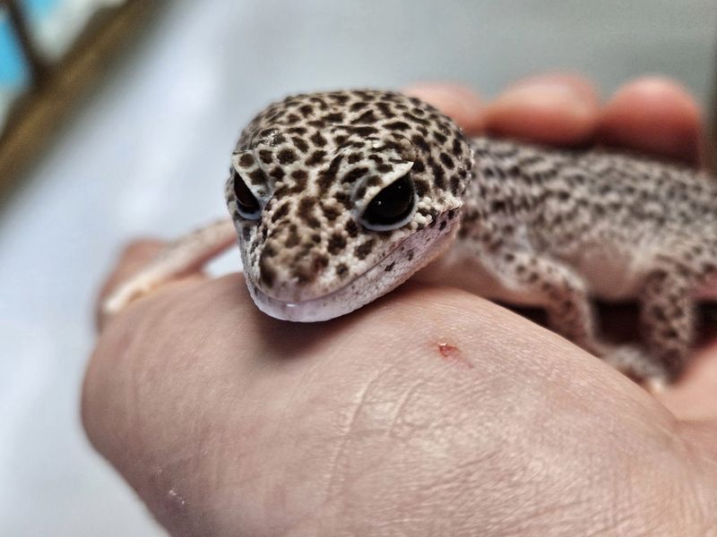Premium Leopard Gecko trio, &amp; enclosure!