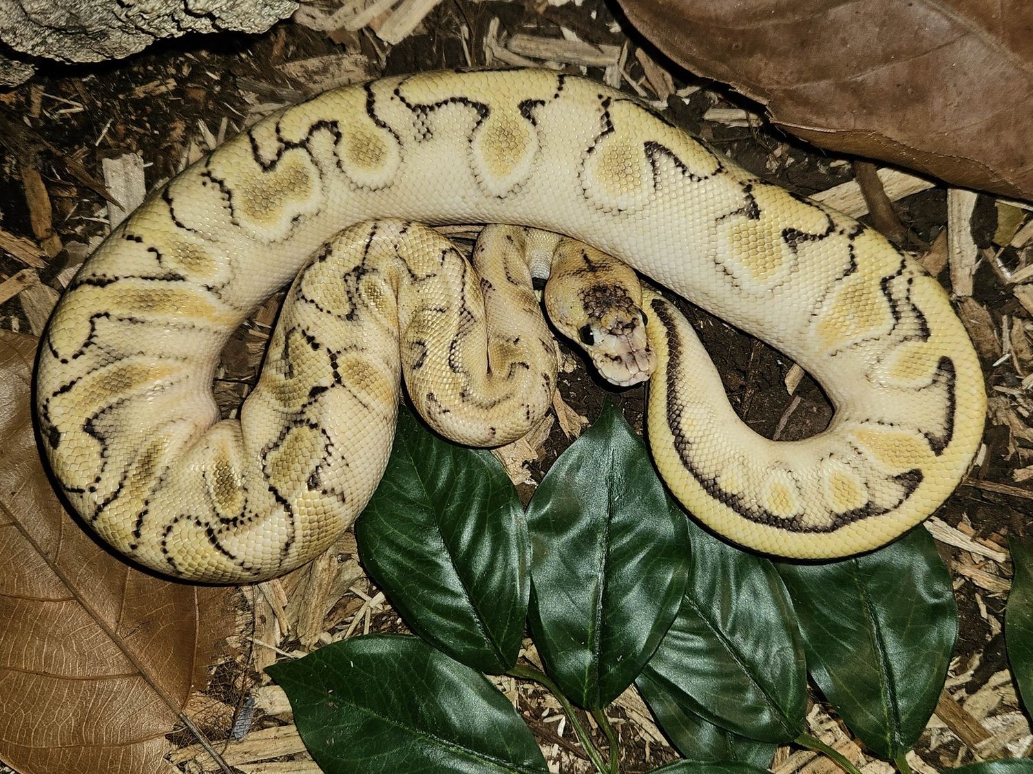 Orange Dream, Champagne, Yellow Belly, Fire Ball Python &amp; entire setup!, Choose: snake only