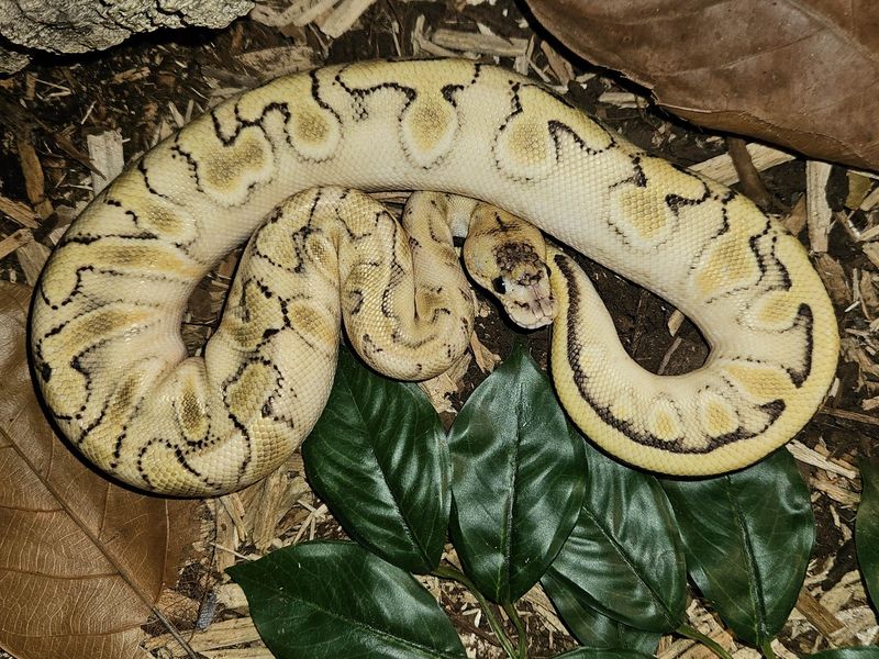 Orange Dream, Champagne, Yellow Belly, Fire Ball Python &amp; entire setup!