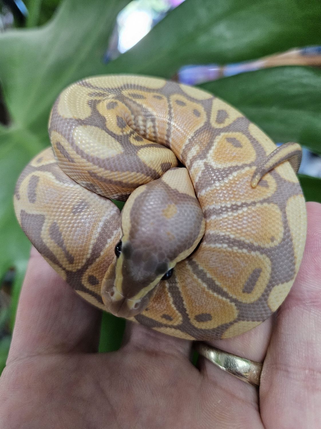 Banana Pastel Ball Python