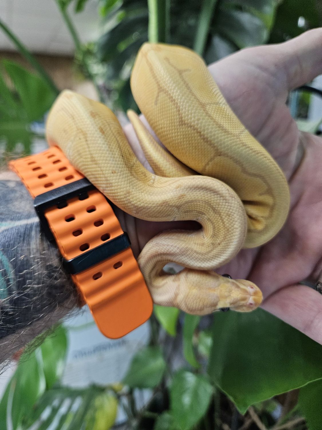 Banana Ultramel Ball Python