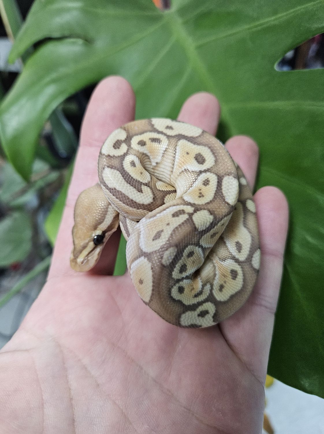 Banana Lesser Ball Python