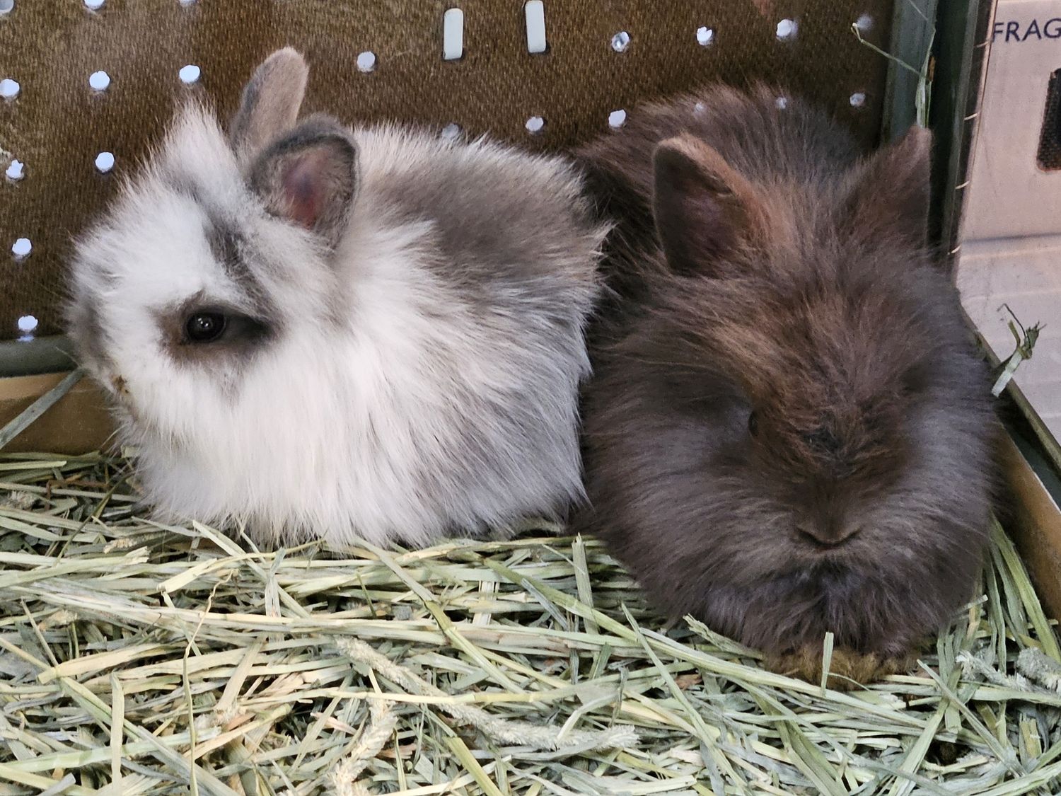 Angora Bunnies