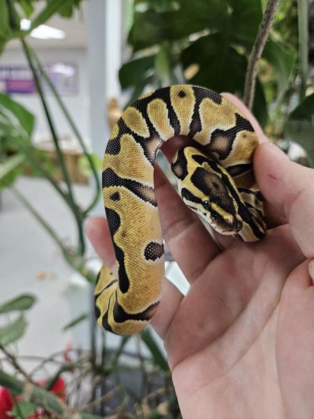 Ball Python standards &amp; single gene morphs, ON SALE NOW!