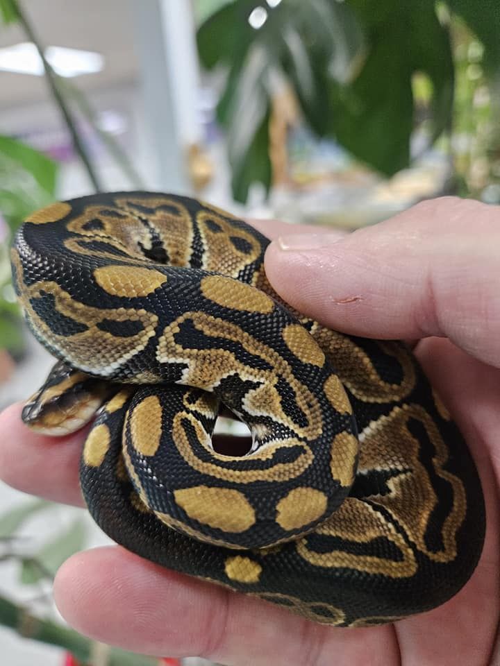 Ball Python standards &amp; single gene morphs, ON SALE NOW!, Choose: Standard
