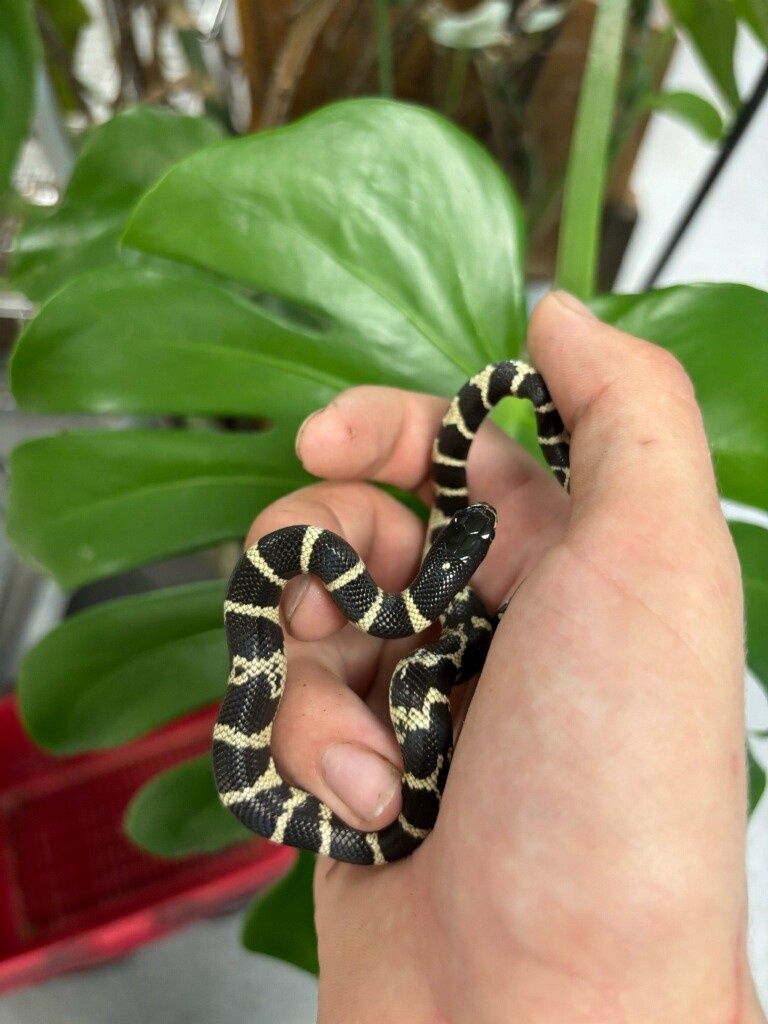 CA  Kingsnake
