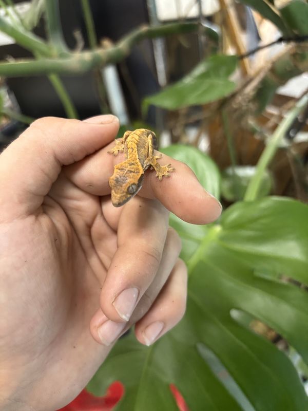 Crested Gecko, c.b. baby
