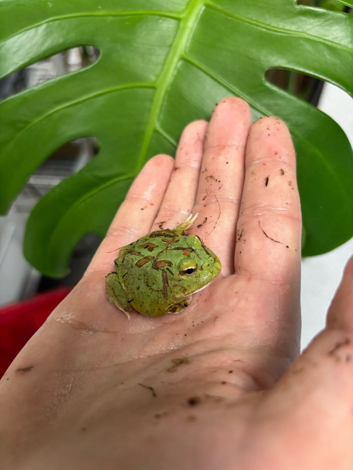 Matcha Pacman