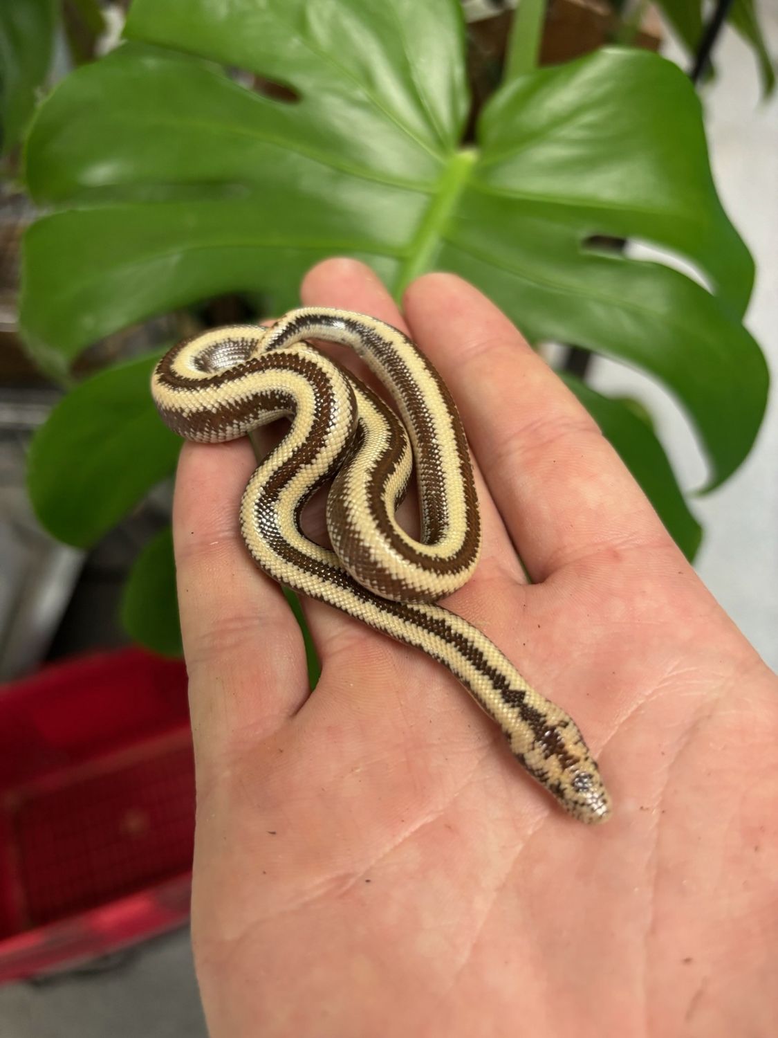 Harquahala Rosy Boa