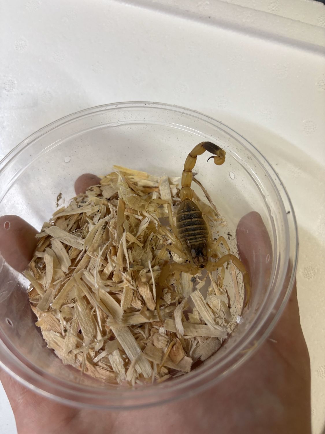 Death Stalker Scorpion