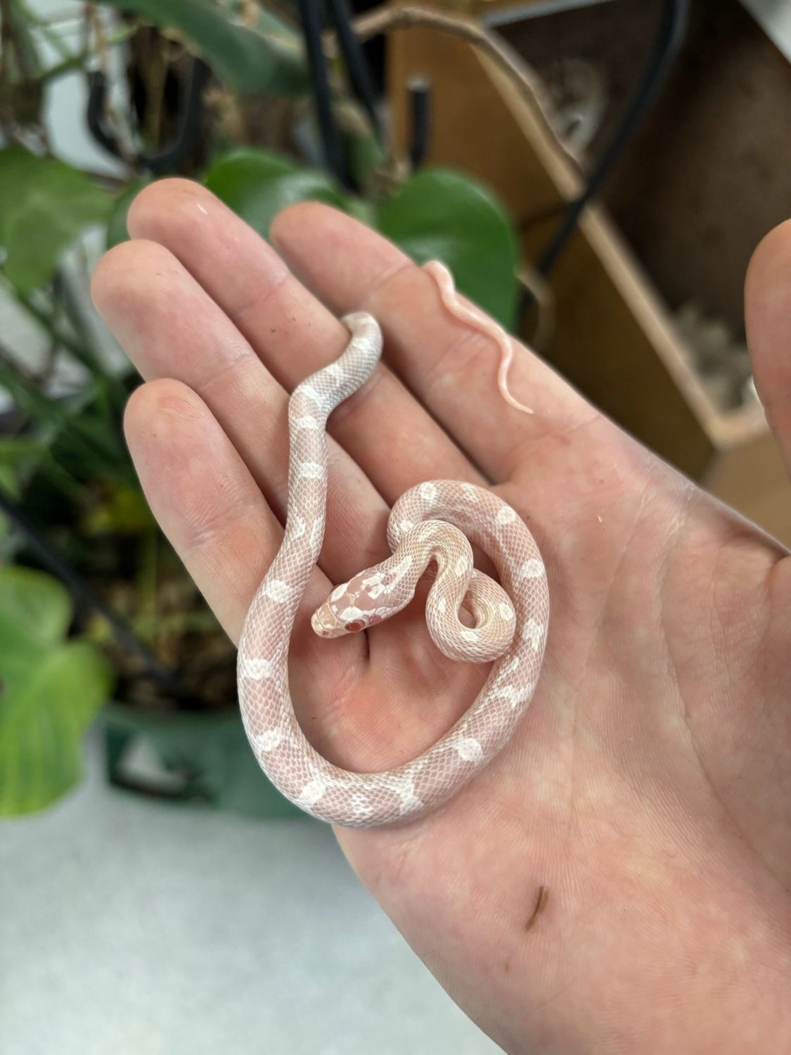Snow  Corn  Snake