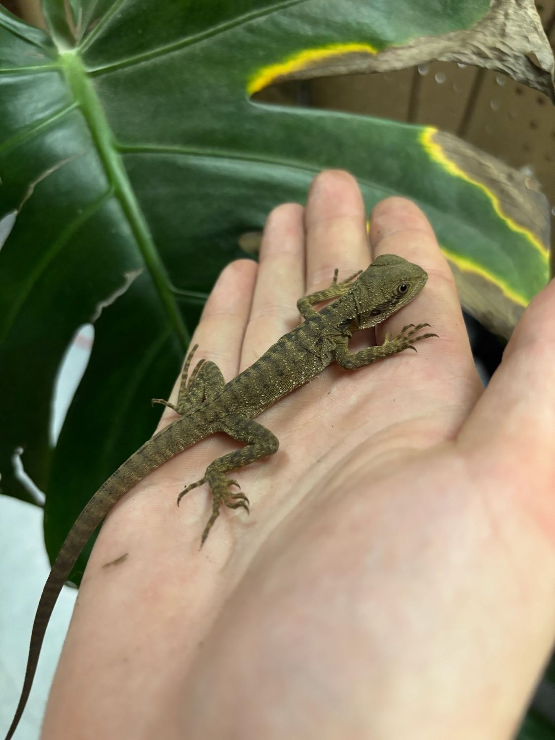 Australian Water Dragon
