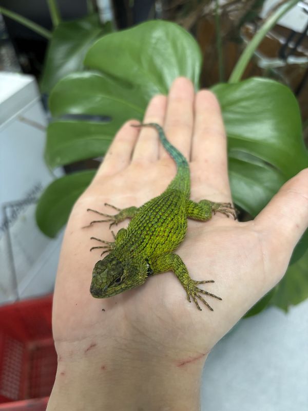 Emerald Swift  Lizards