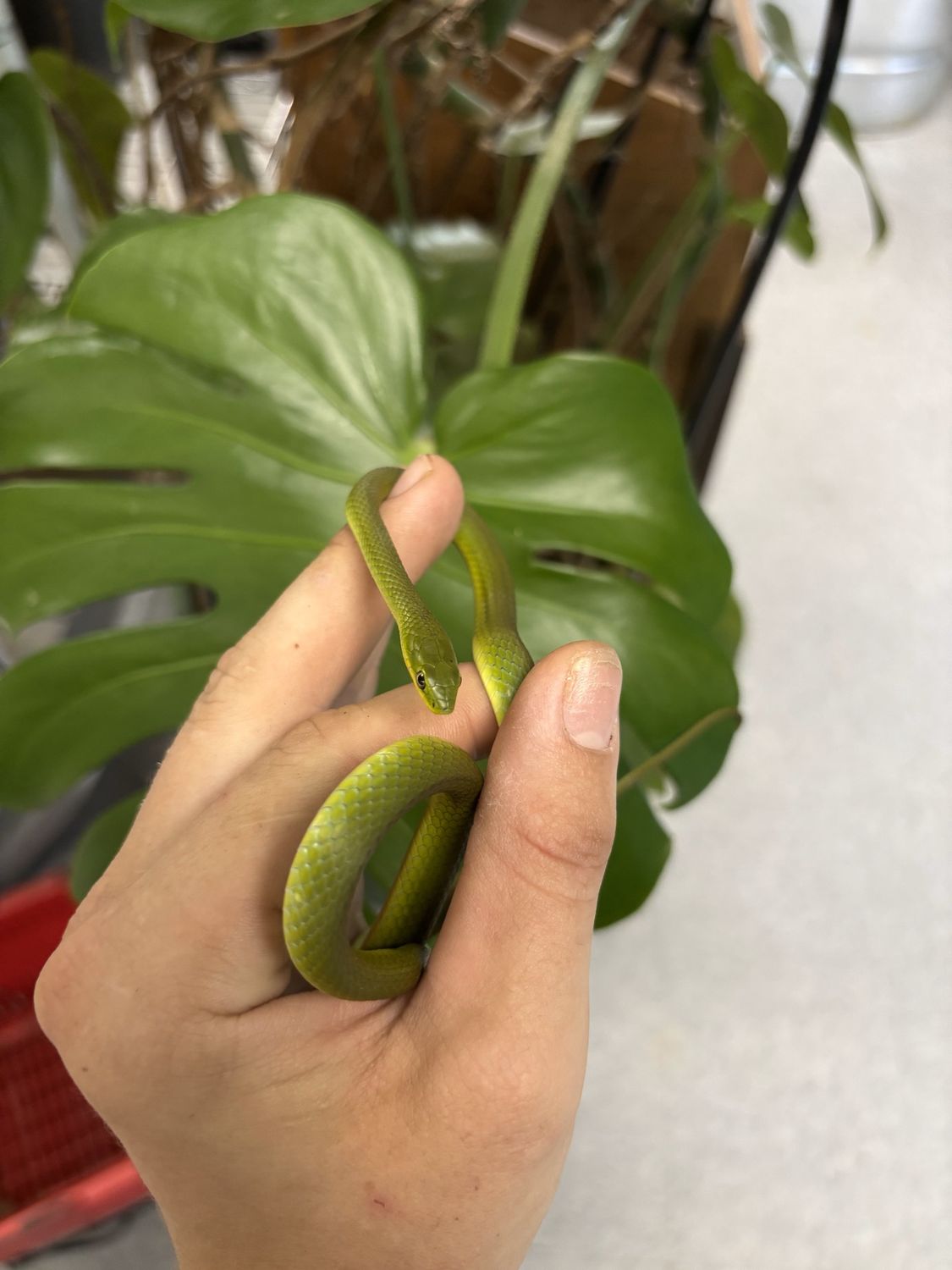 Rough Green Snakes