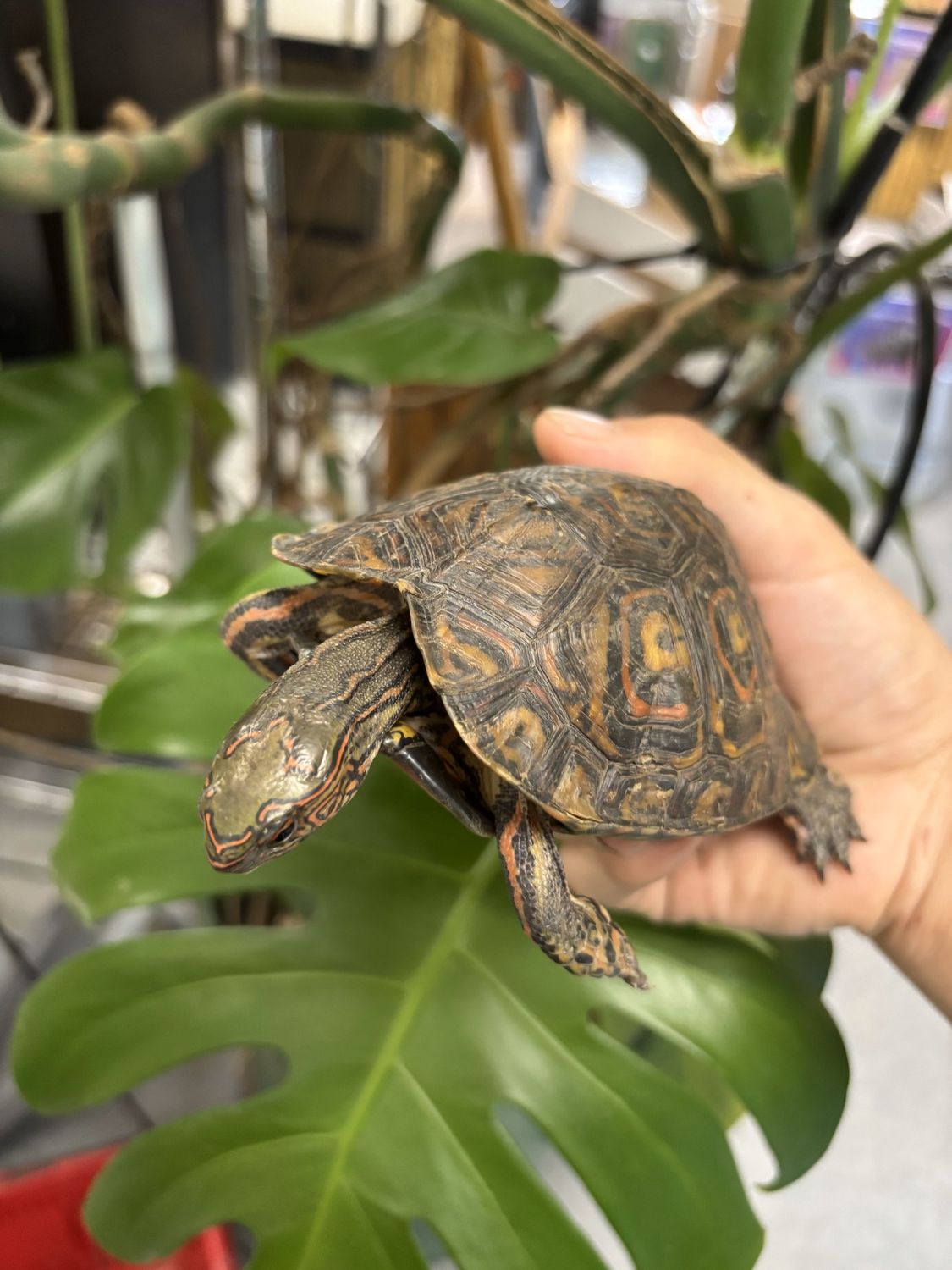 Ornate Wood Turtles