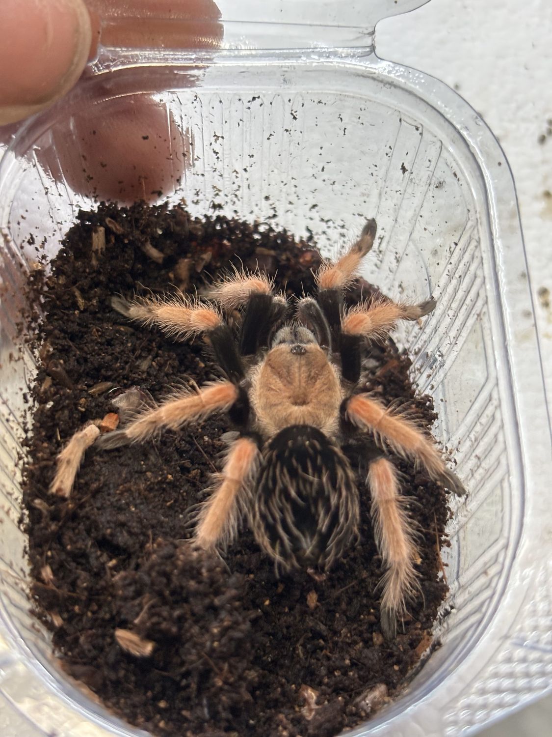 Mexican  Fire  Leg  Tarantula