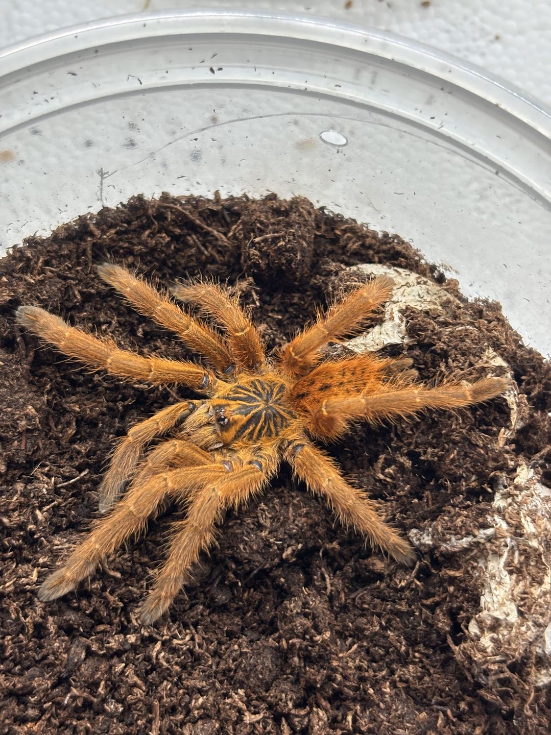 Orange Baboon Tarantula