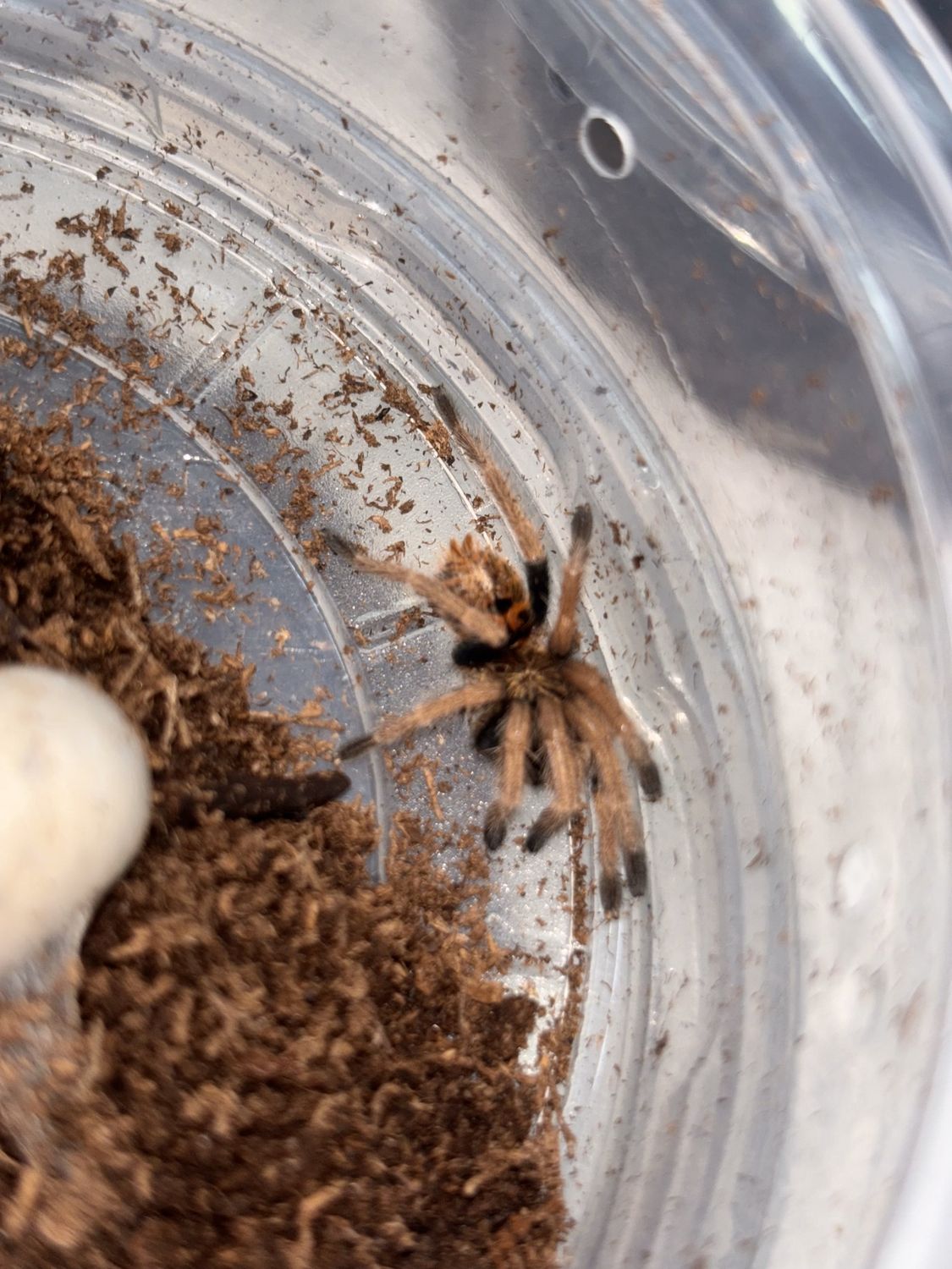 Green Bottle Blue Tarantulas