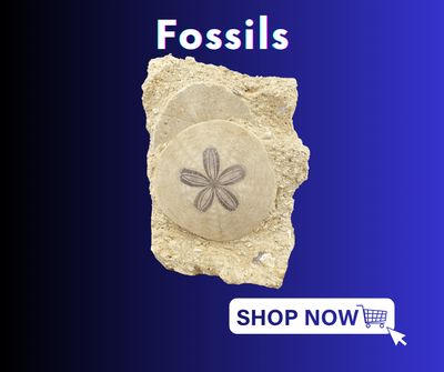 Fossils