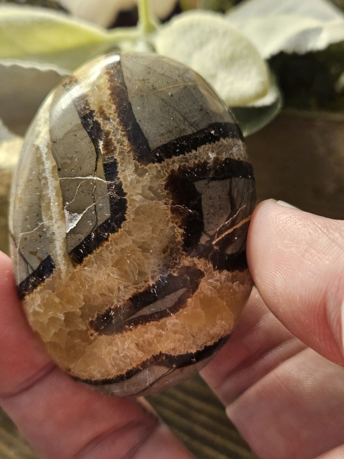 Septarian Palm Stone