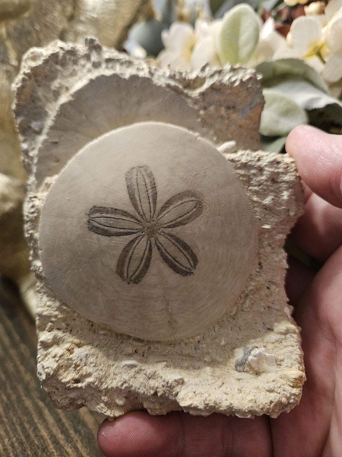 Sand Dollar Fossil.  Awesome piece!