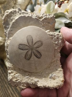 Sand Dollar Fossil.  Awesome piece!