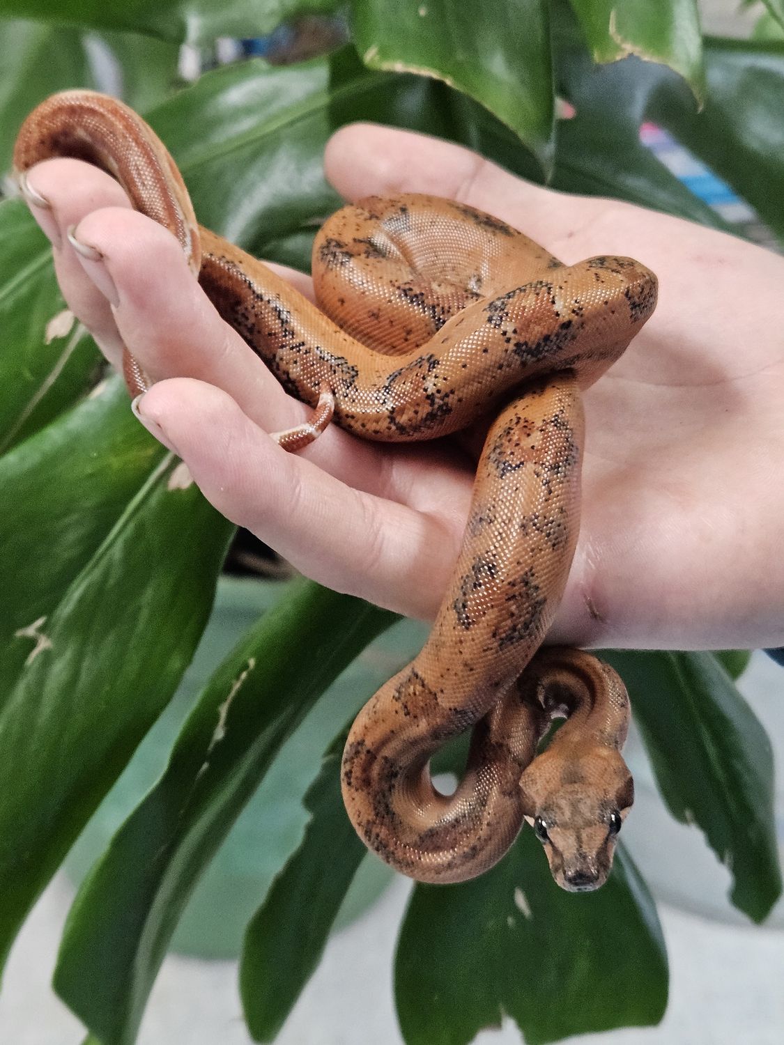 Hypo Leopard Red Tail, 100 het Kahl Albino