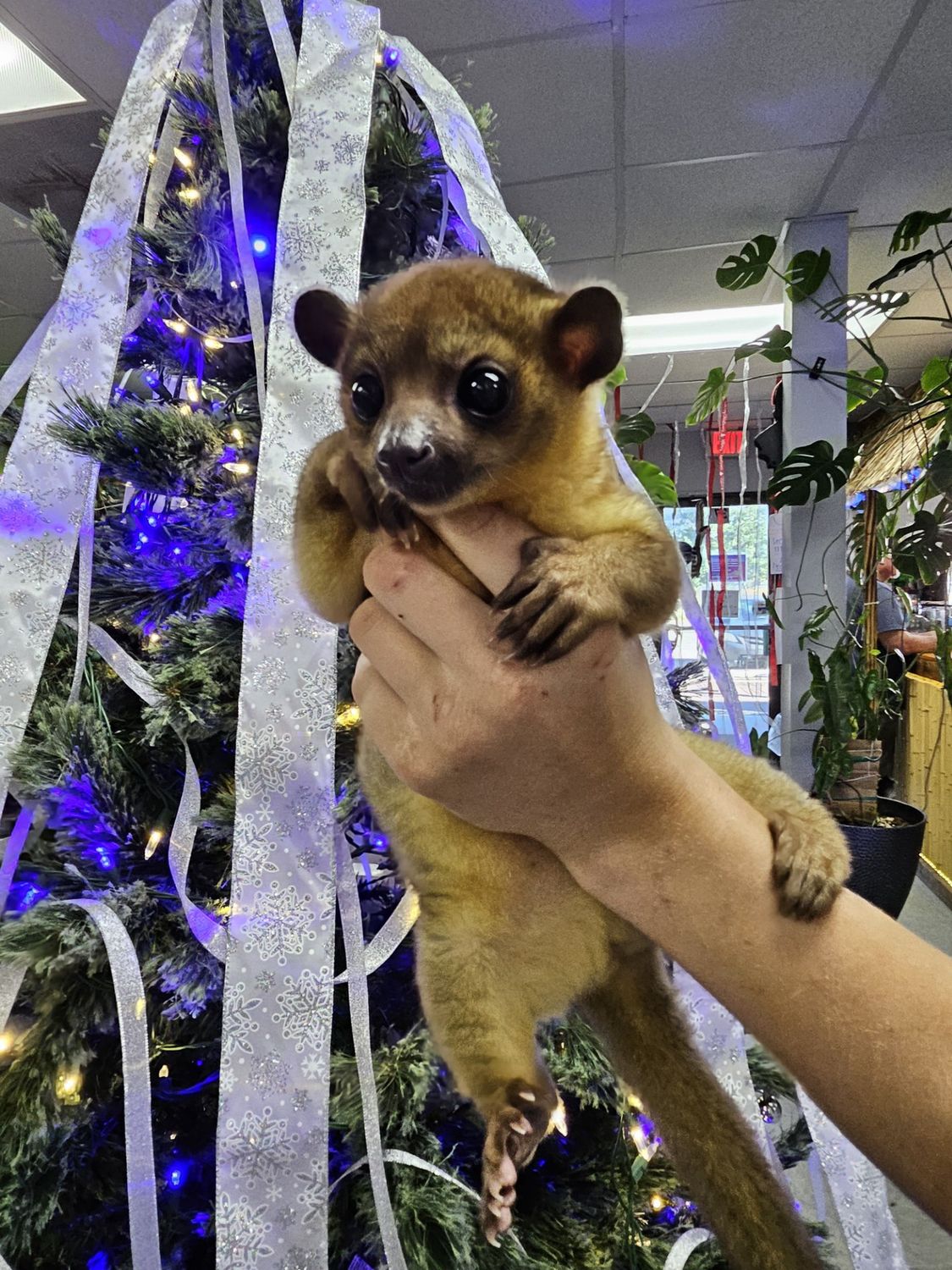 Kinkajou, preorder.