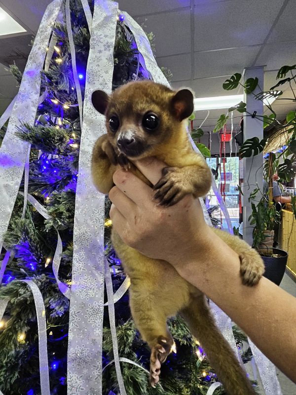 Kinkajou, preorder.