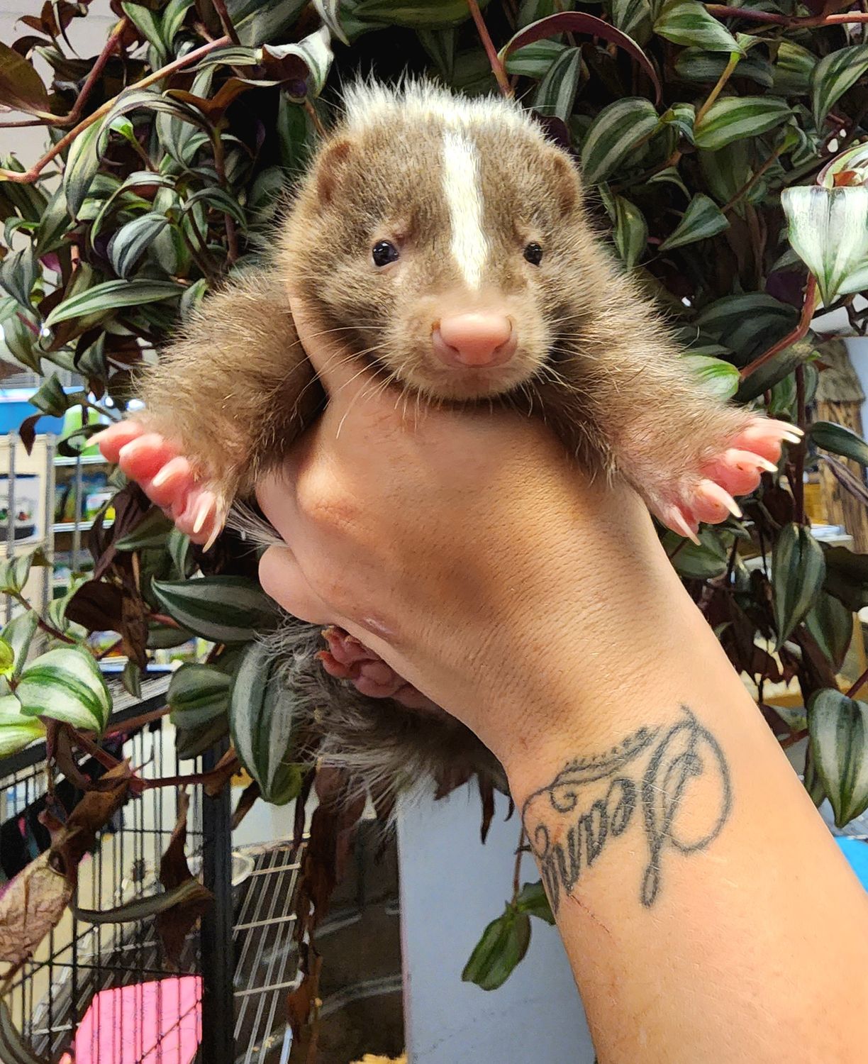 Baby Skunks.  Reserve yours now!, Choose: Black &amp; White