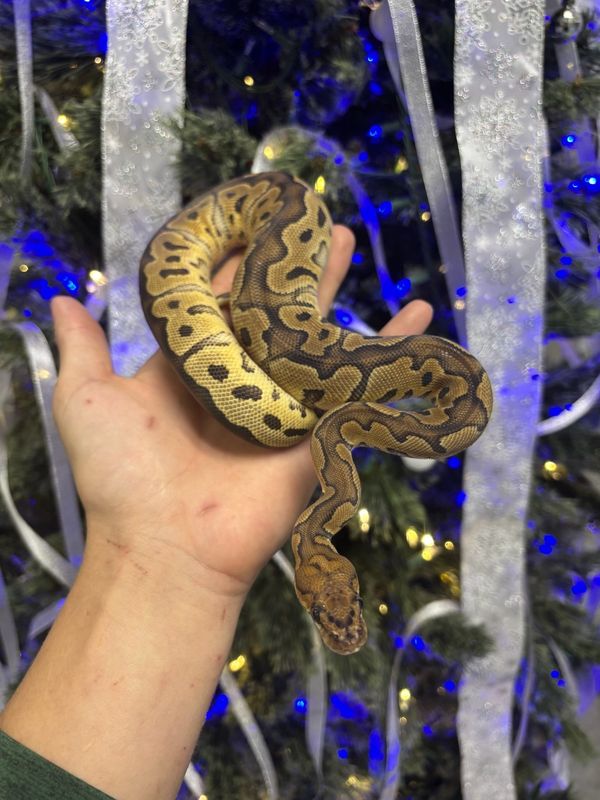 Clown Ball Python #2