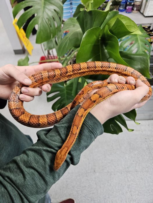 Okeetee Corn Snake