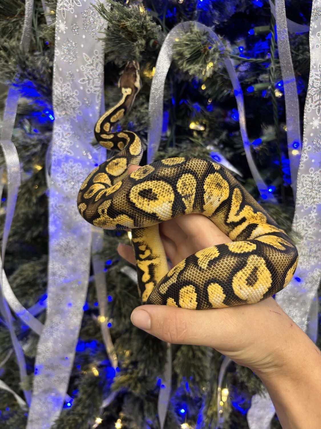 Pastel Calico Ball Python, female