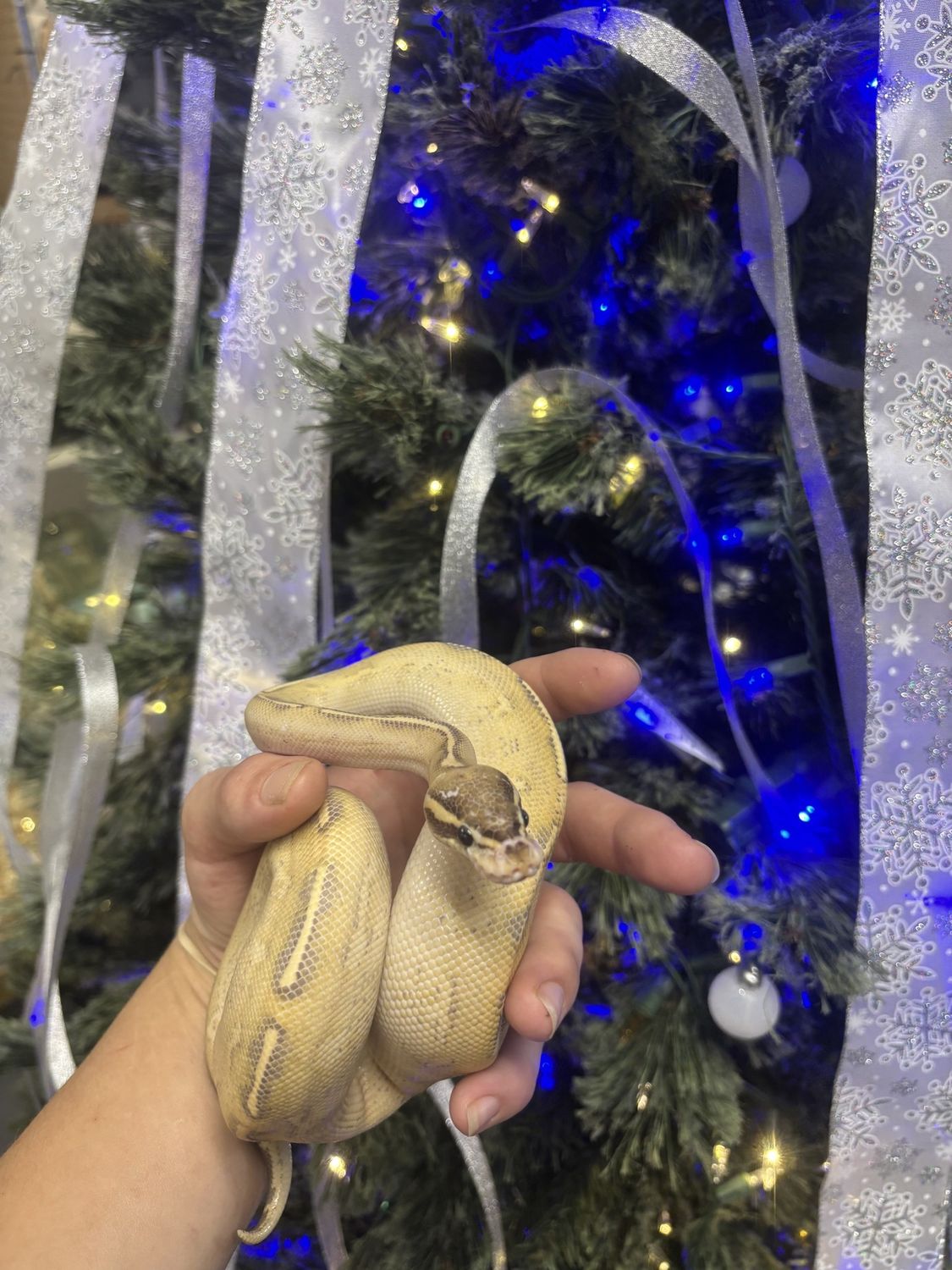 Highway Ball Python, female
