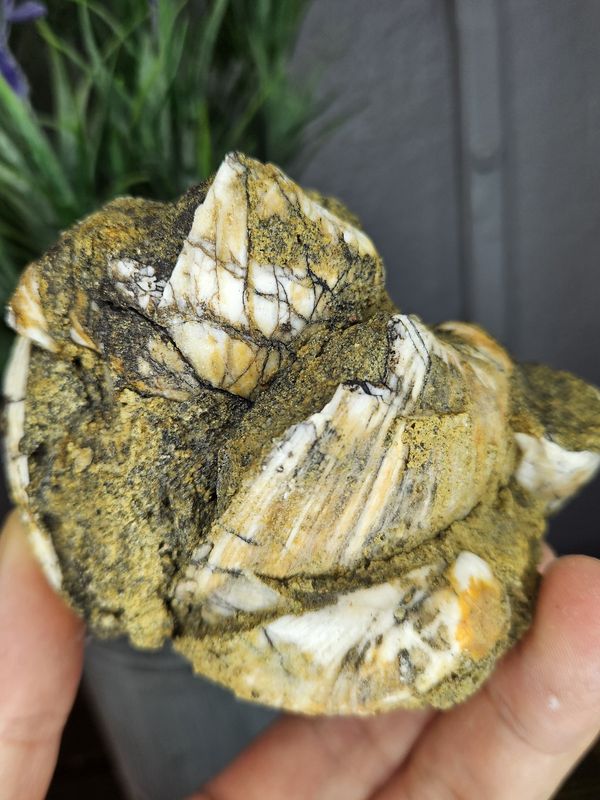 California Pseudocardium cluster