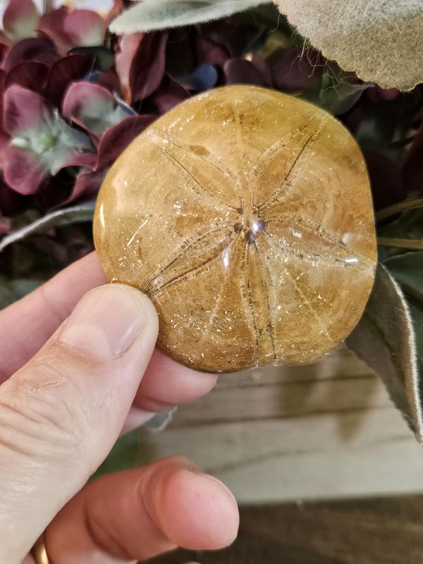 Fossilized Sand Dollar