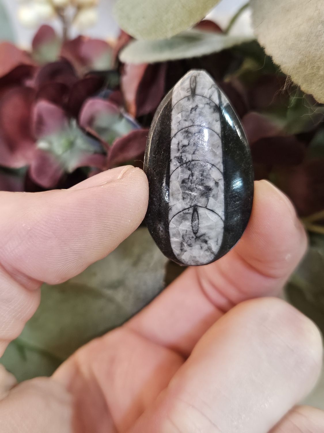 Fossilized Trilobite