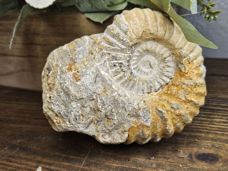 XL Snail Fossil #1