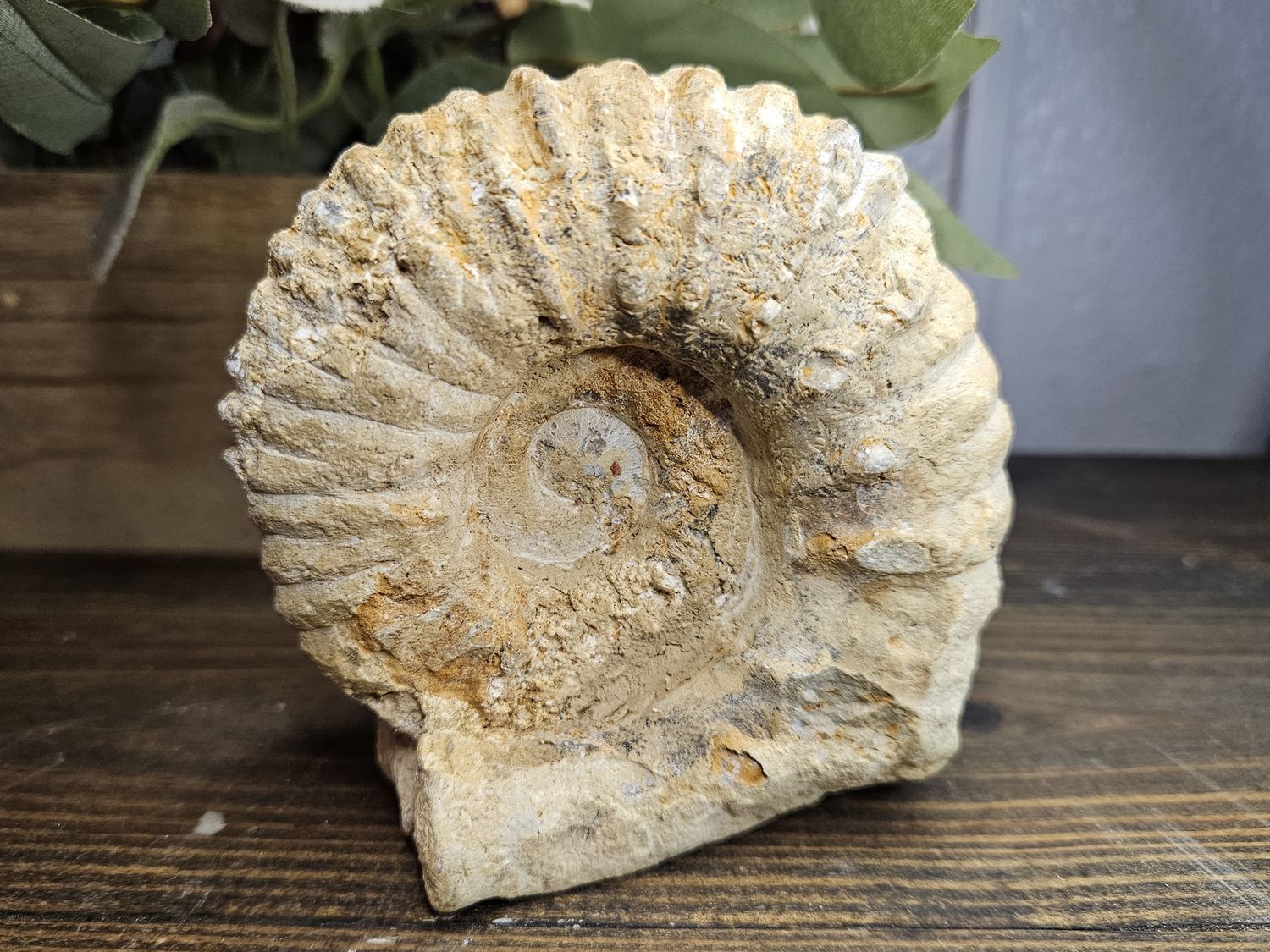 XL Snail Fossil #2