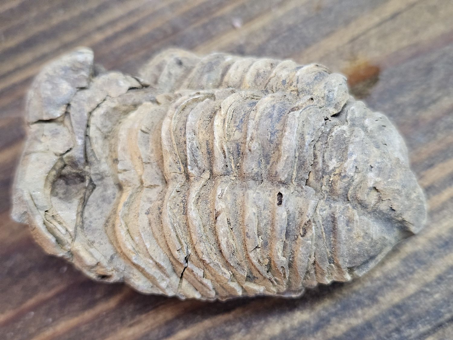Calymene Trilobite Fossil