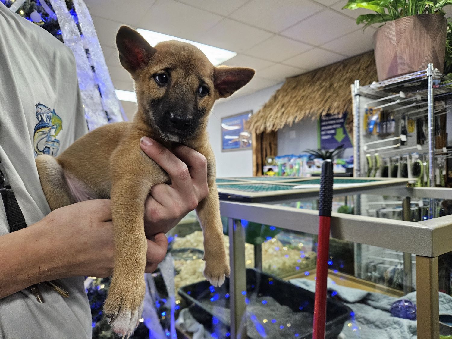 New Guinea Singing Dog, preorder