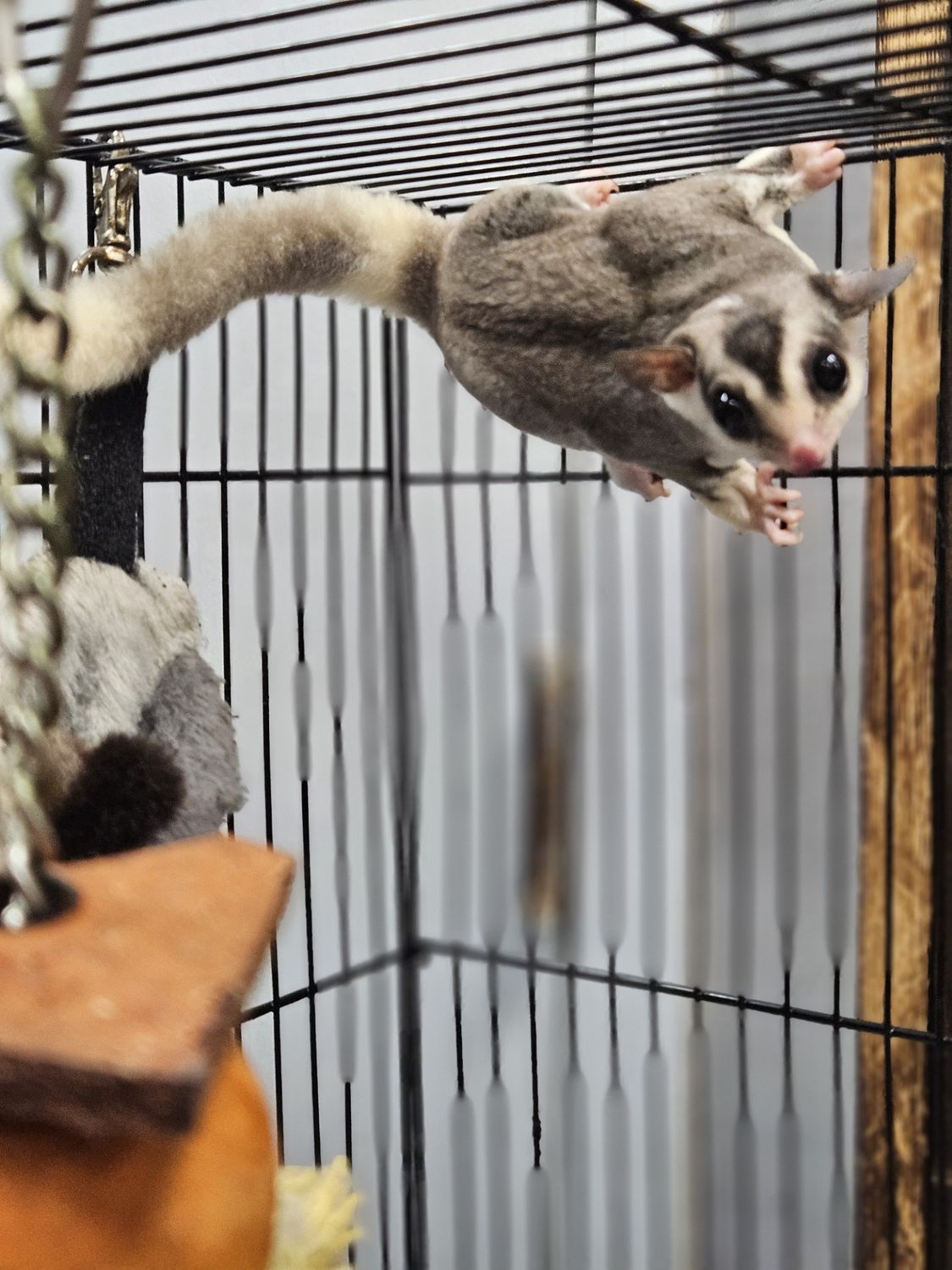 Joey Raising Sugar Gliders Newborn Sugar Glider 2025