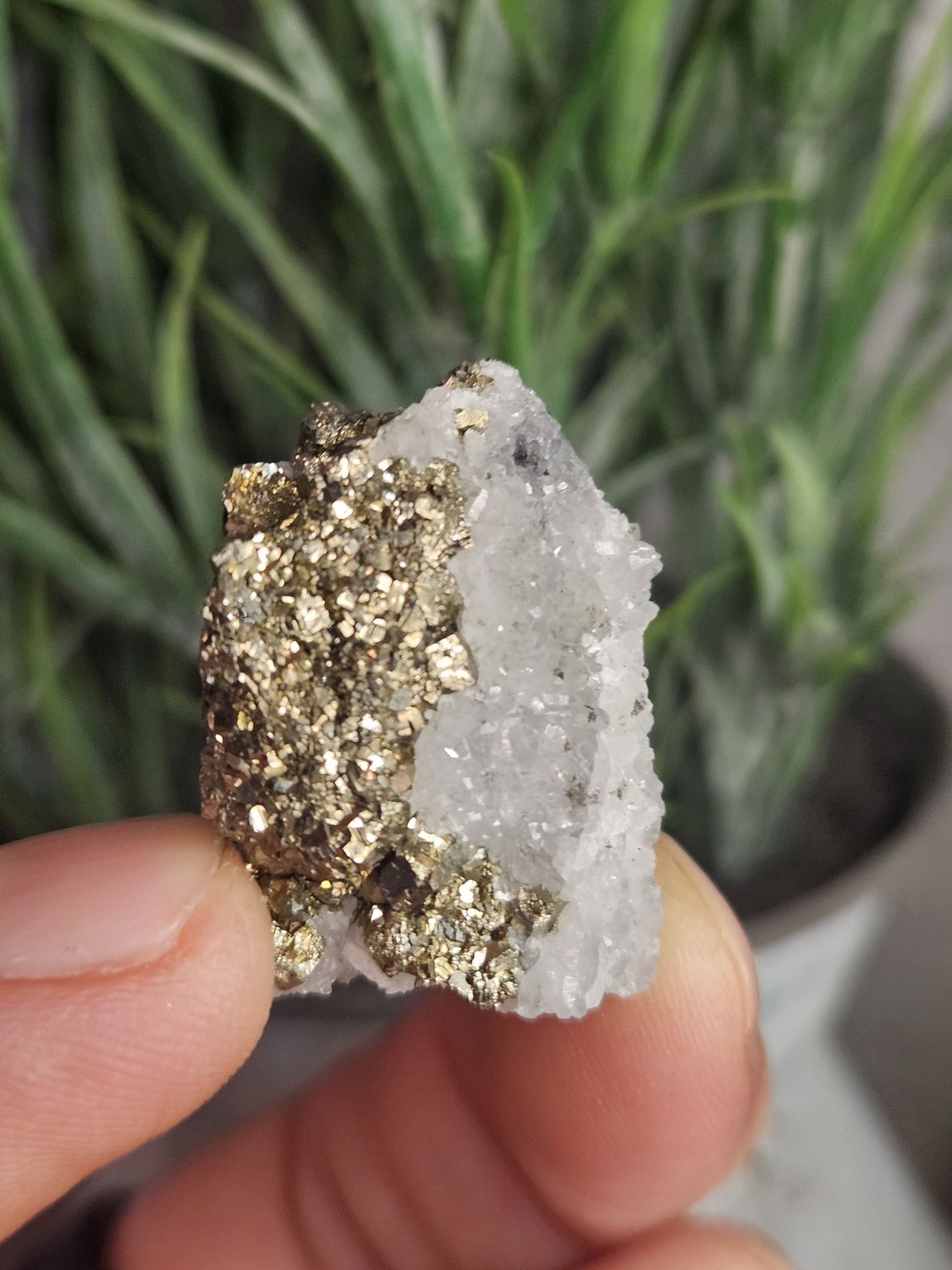 Pyrite on Quartz.  Small but amazing!