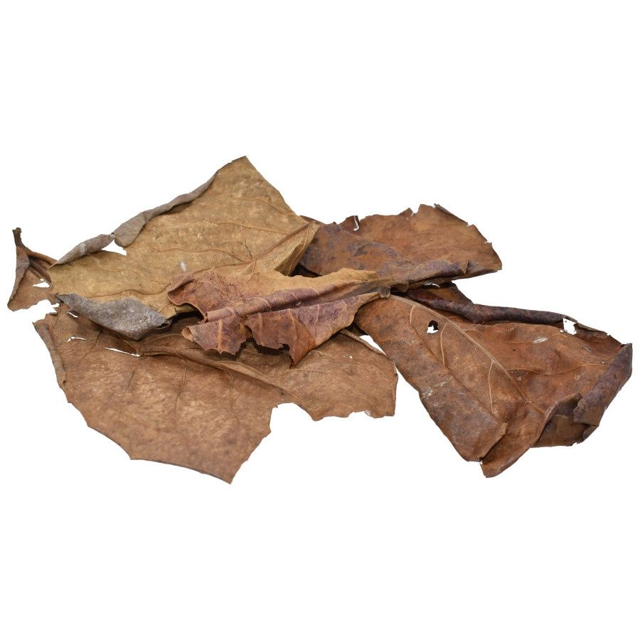 Komodo Dried Oak Leaves 1ea/3 oz