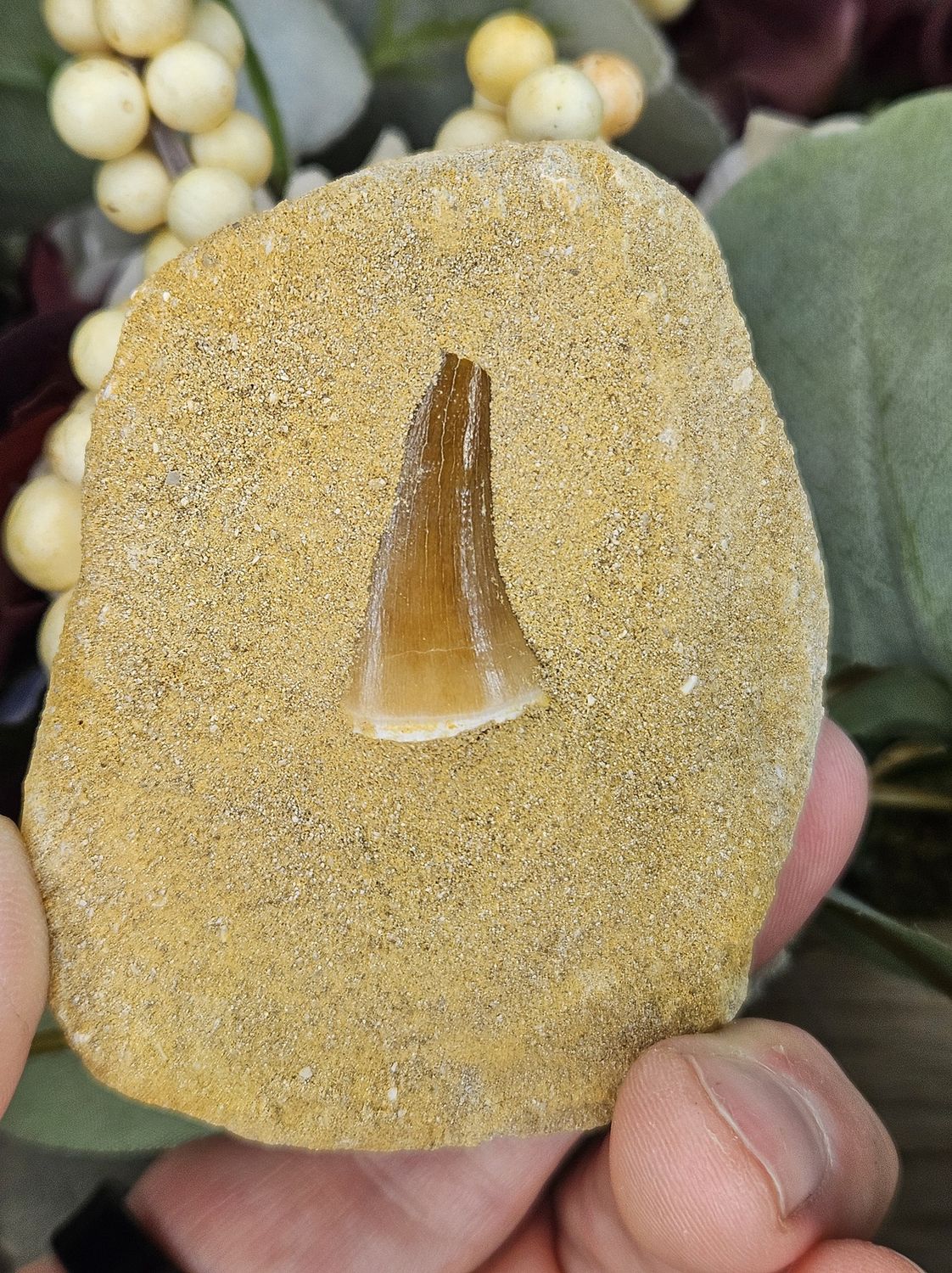 Mosasaur Tooth in Matrix Rock