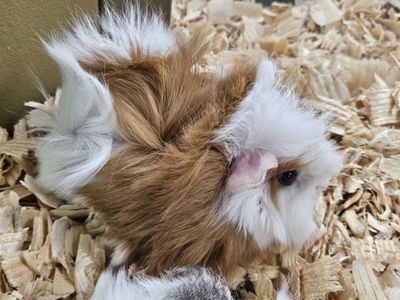 Long Hair Guinea Pigs