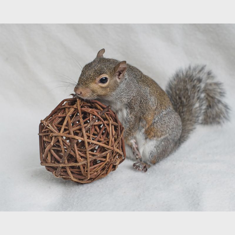 Willow ball